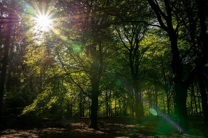Sun falls through the dense foliage by Annemarie Goudswaard