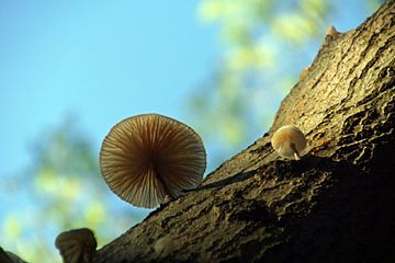 paddenstoel in het licht ( zeisterbos) van wil spijker