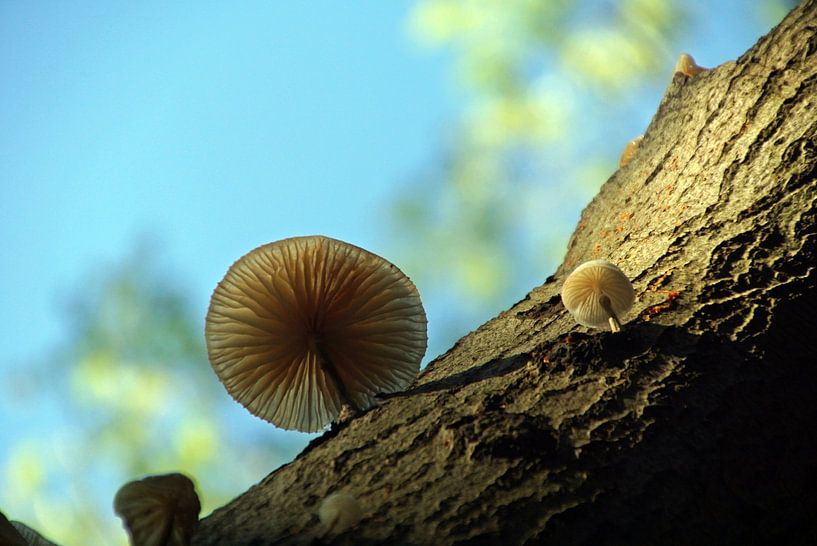 champignon dans la lumière ( zeisterbos) par wil spijker