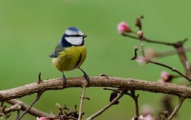 Pimpelmees, Blue Tit