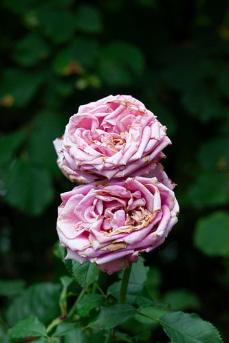 Twee bijna totaal verwelke roze rozen