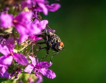 Macro d'une mouche sur une fleur sur ManfredFotos