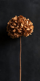 Gedroogde hortensia op een zwarte achtergrond van IamHomeStudio