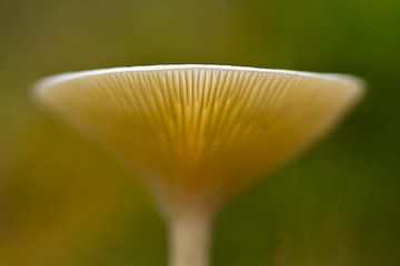 Mushroom in backlight by Ron van Ewijk