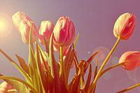 Tulips in the sun digital art
