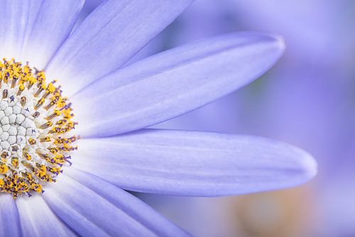 Close-up van een halve paarse lila bloem