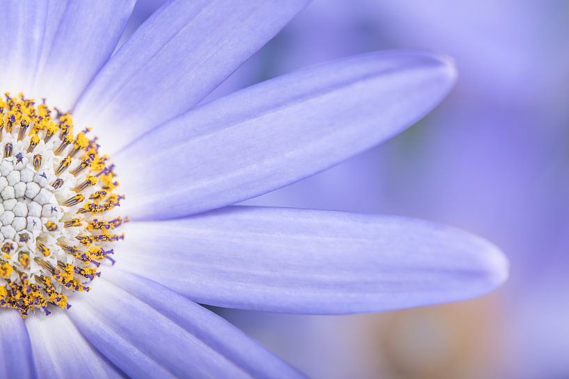 Close-up of half a purple lilac flower by Marjolijn van den Berg