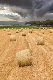 Heuballen im Abendlicht von Denis Feiner