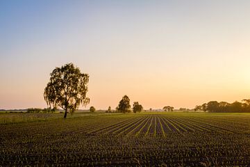 Akker bij zonsondergang van Johan Vanbockryck