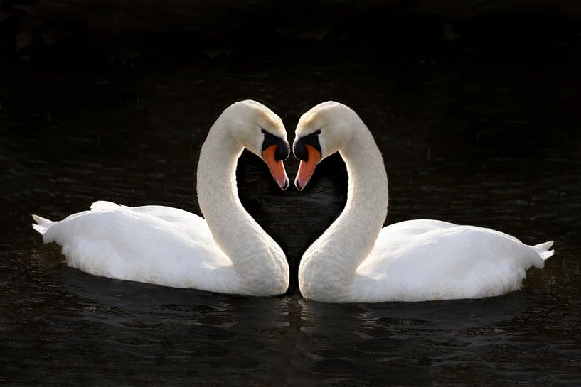 Swans couple with heart shape by Gert Hilbink