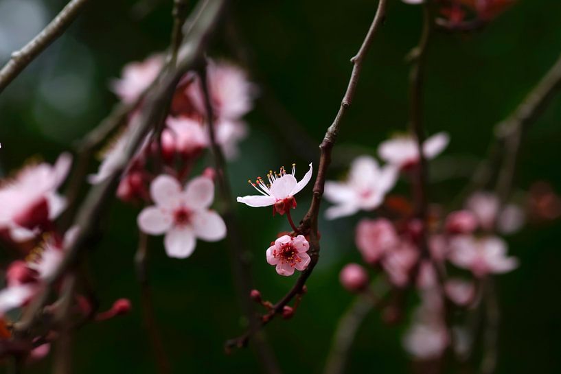 Baumblüte von Thomas Jäger