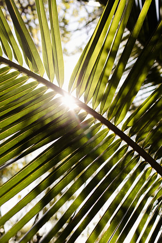 Zonlicht door groene palmbladeren