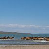 Paarden in Mongolië van Daan Kloeg