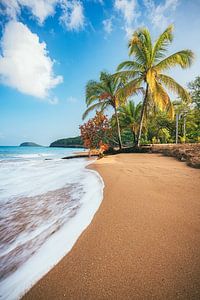 Plage des Caraïbes avec palmiers en Guadeloupe sur Jean Claude Castor