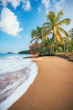 Caribisch strand met palmbomen in Guadeloupe van Jean Claude Castor