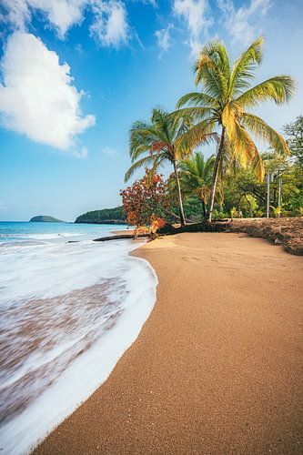 Caribbean beach with palm trees in Guadeloupe