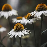 Flower power