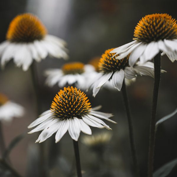 Flower power by Linda Doppenberg