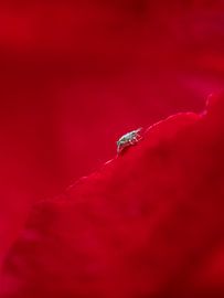 The Aphid From The Feet