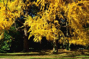 Paysage d'automne dans le parc des arbres jaunes sur Carolina Reina