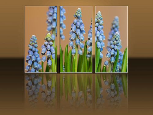Blue Grapes Triptych