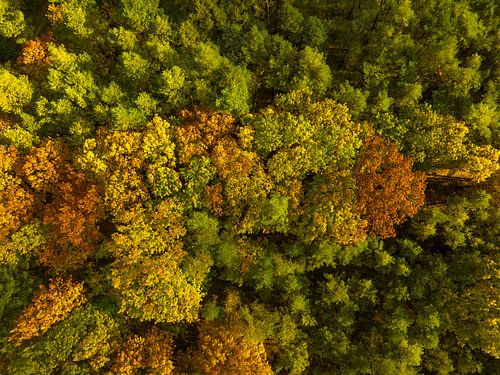 Herfstbos met kleurrijke bladeren van bovenaf gezien