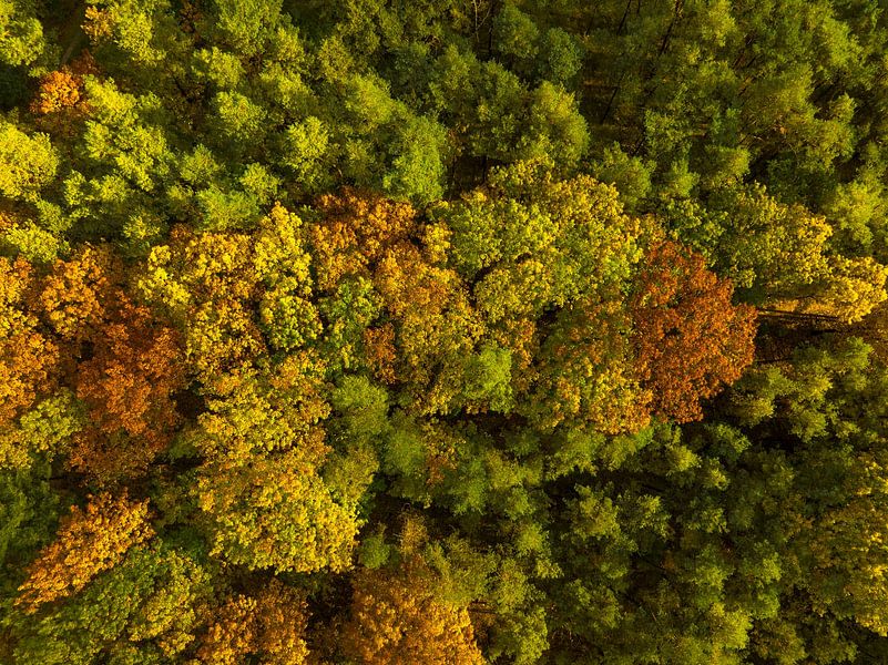 Autumn forest with colorful leaves seen from above by Sjoerd van der Wal Photography