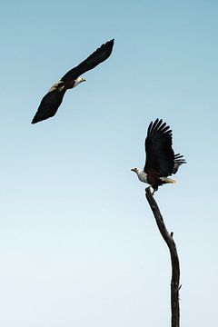 Zwei schöne Seeadler fliegen in den Himmel