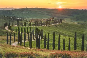 Italien Toskana Zypressen bei Sonnenuntergang