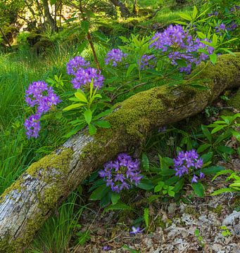Killarney (Ireland) by Marcel Kerdijk