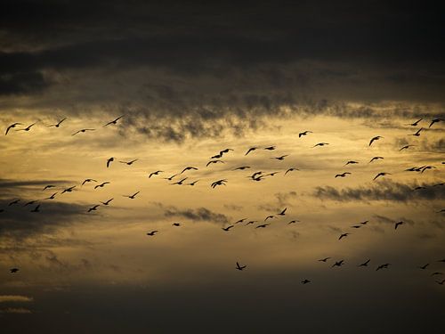 Geese in the air
