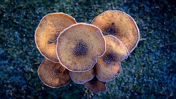 Paddenstoelen van Gerrit Bikker