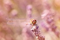 Sunbathing Between Lavender van LHJB Photography thumbnail