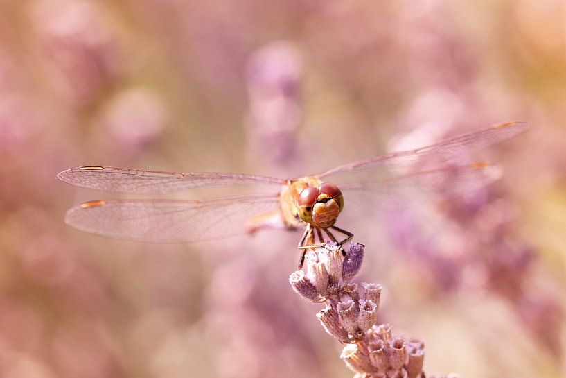 Sonnenbaden zwischen Lavendel von LHJB Photography