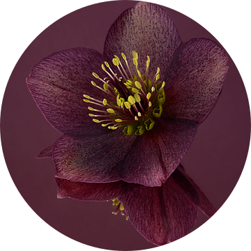 Donker paars, rust en eenvoud: Stilleven met bloemen: de Helleborus van Marjolijn van den Berg