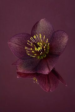 Dunkles Violett, Ruhe und Schlichtheit: Blumenstillleben: die Helleborus
