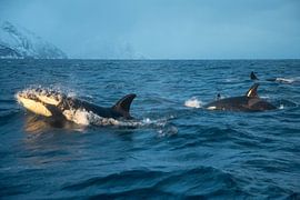 Orca