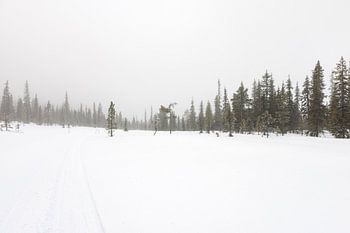 Arbres et neige en Laponie suédoise