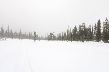 Bomen en sneeuw in Zweeds Lapland van Kelly De Preter
