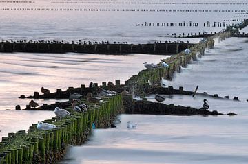 Het wad  met vogels bij de Waddenzee bij Holwerd in Friesland van Marcel van Kammen