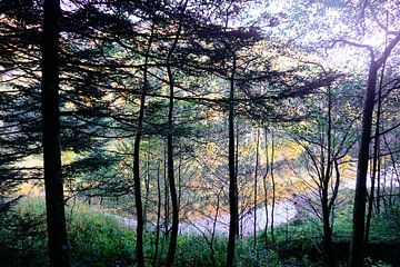 Gekleurd meer achter de bomen in de Vogezen van Jos van den berg