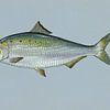 Amerikaanse elft (American shad fish) van Fish and Wildlife
