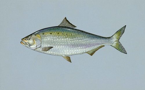 Amerikaanse elft (American shad fish) van Fish and Wildlife
