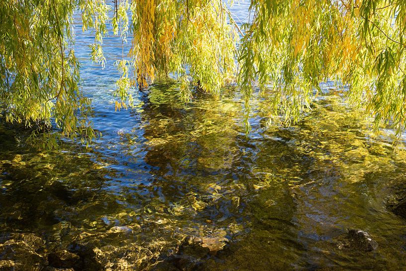 wilgentakken hangend over kabbelend water van SusaZoom
