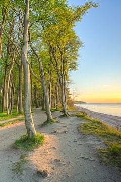 Coastal forest on the Baltic Sea near Warnemünde by Michael Valjak