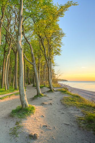 Küstenwald an der Ostsee bei Warnemünde