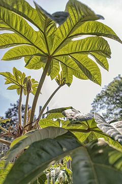 Vingerplant (Fatsia Japonica) van Marly De Kok