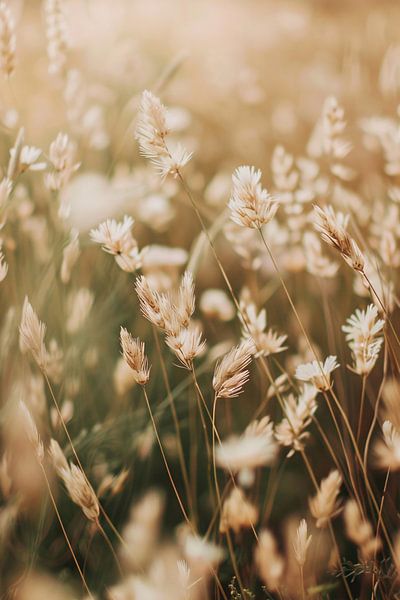 Fleurs beiges dans les champs par Imperial Art House