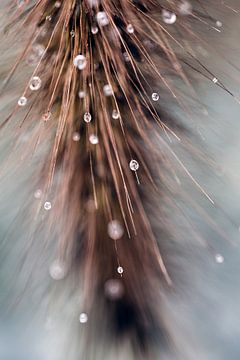 Close-up van waterdruppels op een graspluim van Fika Fotografie