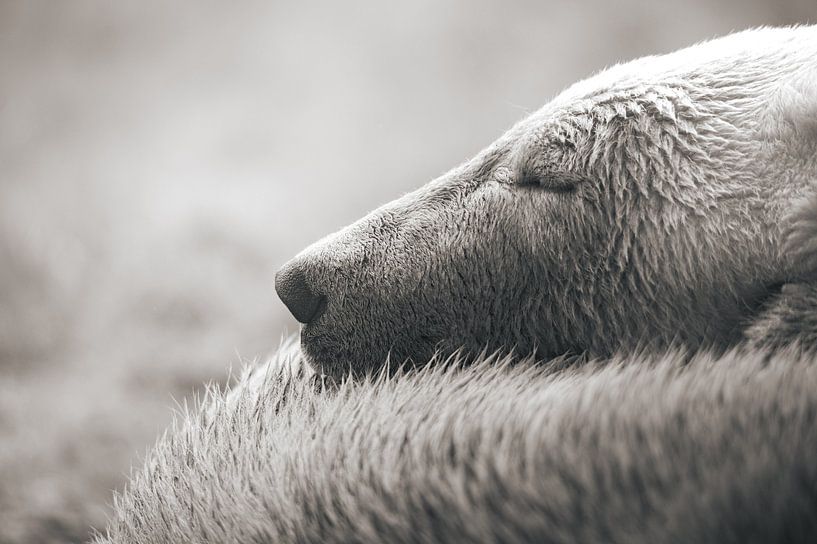 Sleeping Polar Bear by Jesper Stegers